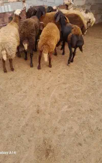 ۸راس بره زیر قوچی
