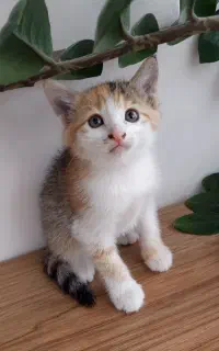بچه گربه های دستی خانگی