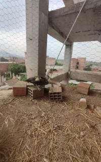 اردک خارجی ماده