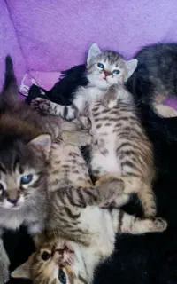 بچه گربه