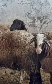 فروش گوسفند زنده بره نر قربانی