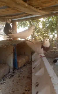 کبوتر