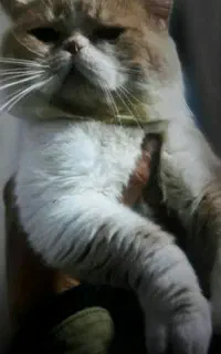 گربه برتیش نر اصیل برای جفتگیری