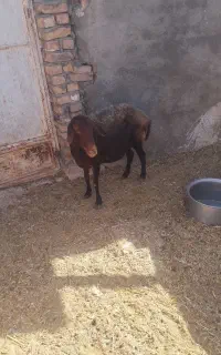 میش بره