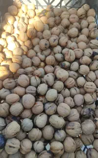 خرید فروش گردو