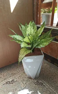 گل های آپارتمانی