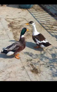 یک جفت اردک نر و ماده بالغ و بزرگ