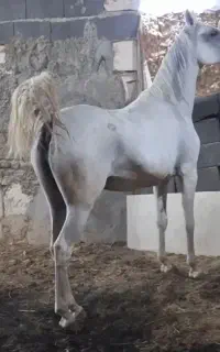 مادیان کرد فروش فوری