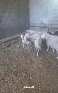 بره نر لاکن شیر مست ۵ ماه دادرن