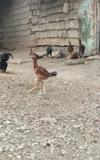 خروس لاری .جوجه لاری ۶ماهه