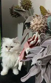 گربه خوشگل