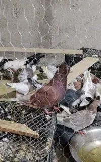 کفتر