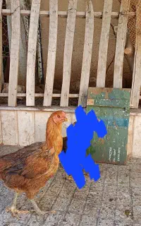 مرغ و خروس