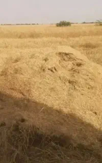 کاه گندم