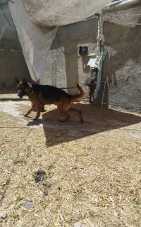 سگ ژرمن