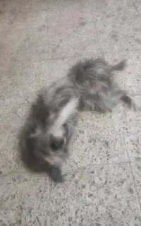 سگ شیتزو