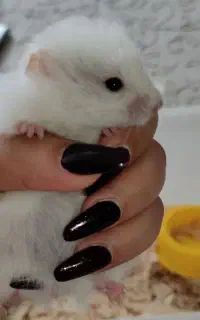 همستر مو بلند رام