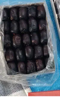 فروش خرما مضافتی
