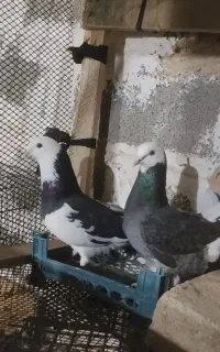 کبوتر