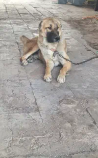 سگ  تربتی