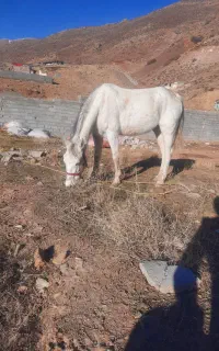 مادیون کلاسی جوان ۶ ساله