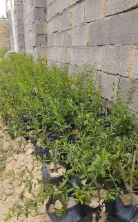 نهال انار سیاب درجه یک