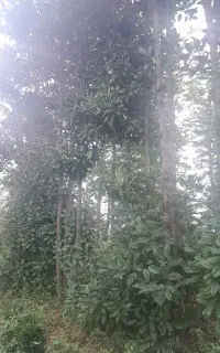 فروش گل مگنولیا