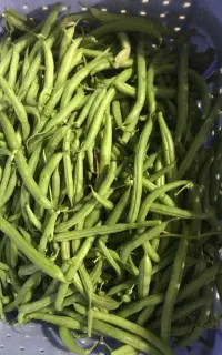 لوبیاسبز تازه چیده شده با کیفیت