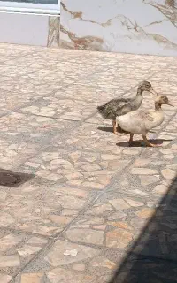 جوجه اردک زیبا بزرگ شده