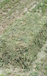 یونجه چین دوم