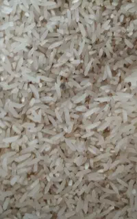 لاشه برنج فجر سوزنی