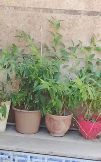گل‌ محبوبه شب و انواع آگاو و غیره