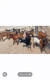 فروش کهره نر