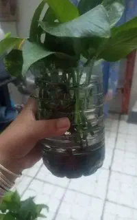 قلمه گل