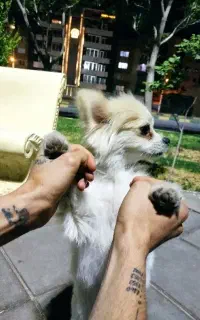 سگ پامر
