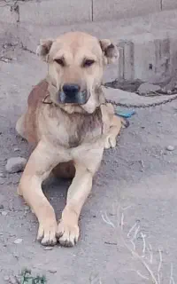 سگ سرابی جوان گله ای