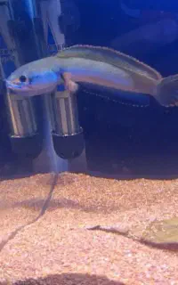 استیوارتی و یلو مارو