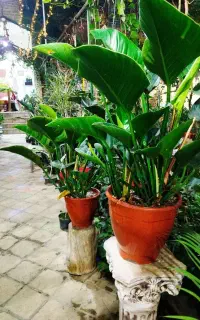 حراج جمع آوری گلخانه گلهای آپارتمانی