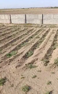 ب یک کشاورز سبزی یا صیفی کار نیاز دارم