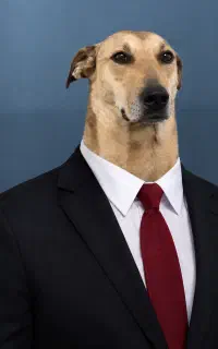 سگ نگهبان برای درب منزل محافظت برای خانه شما