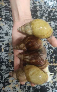 حلزون اچاتینا