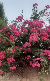 ایزوبام کار