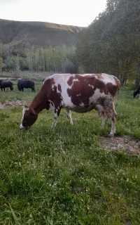 گاو شیری شکم سوم