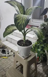 فروش گل دیفن بسیار سرحال