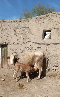 سیمنتال مونت با گوساله مونت نر گوشتی درجه یک .