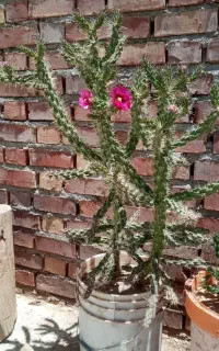 کاکتوس