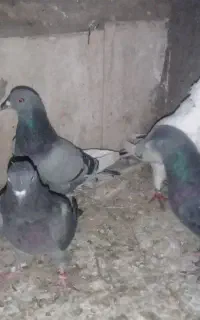 شش عدد کبوتر