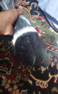 کبوتر
