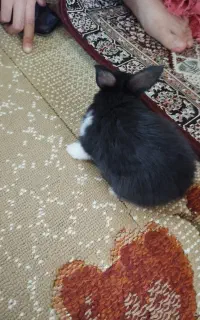 بچه خرگوش