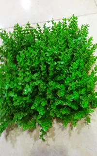 چمن مصنوعی ابعاد 25 سانت در 25